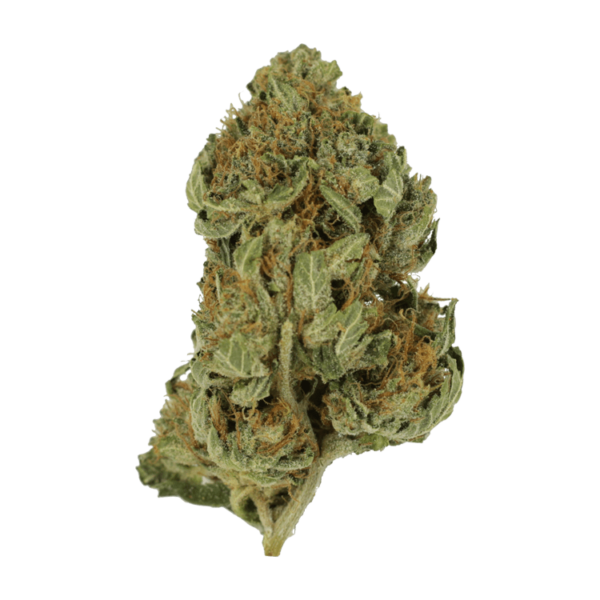 Bubblegum – 1 ounce | Green Society Canada