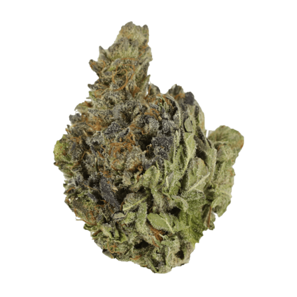 Chocolope | Green Society Canada