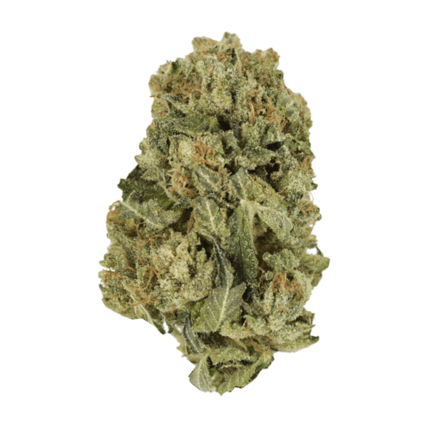 Black Domina | Green Society Canada