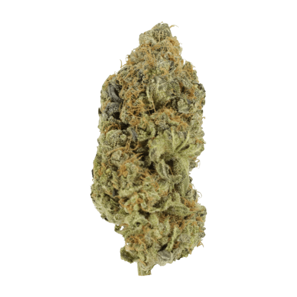 Critical Widow | Green Society Canada