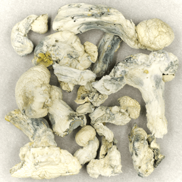 Cambodian Psilocybe Cubensis | Green Society Canada