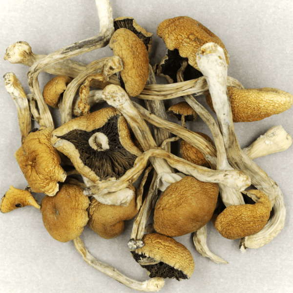 Cambodian Psilocybe Cubensis | Green Society Canada