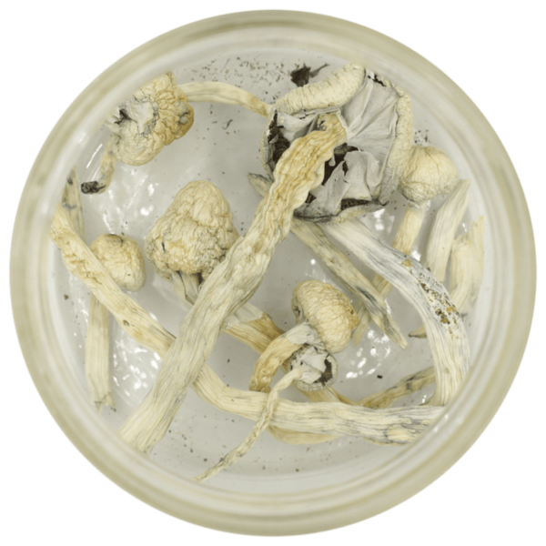 Great White Monster Cubensis | Green Society Canada