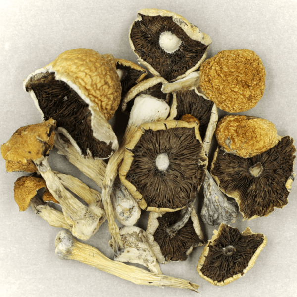 Penis Envy Cubensis | Green Society Canada