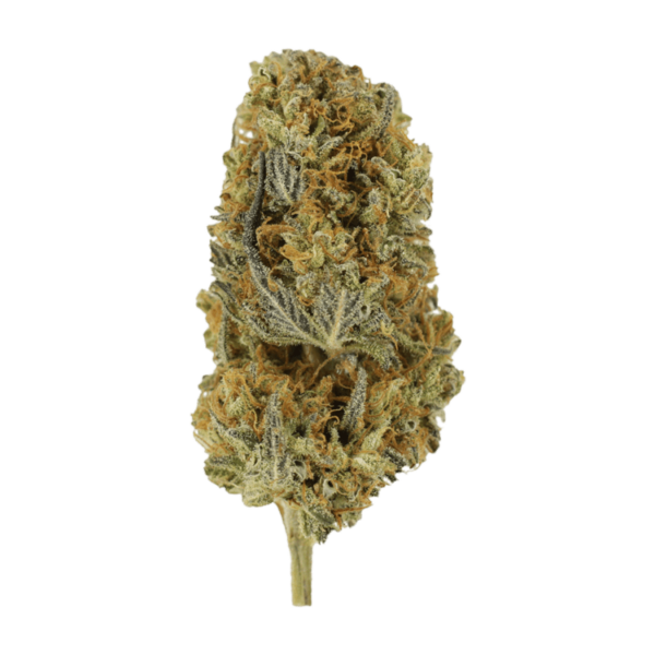 Headband | Green Society Canada