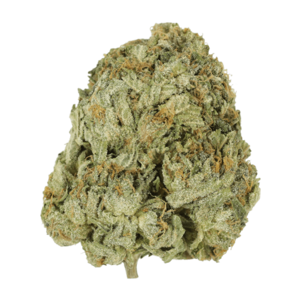 Godzilla Glue | Green Society Canada