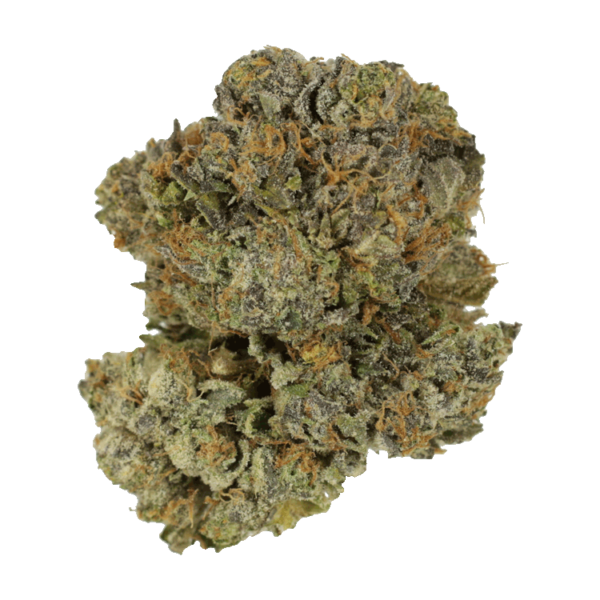 Chocolate Mint | Green Society Canada