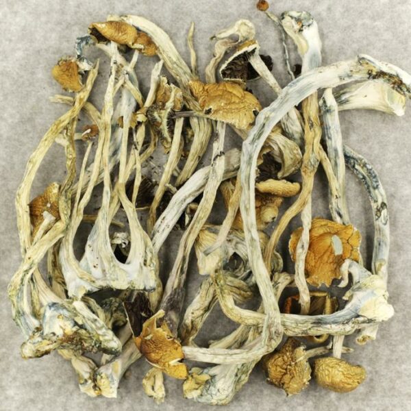 Amazonian Cubensis | Green Society Canada