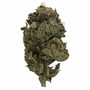 Green Society Canada - Pink Gas Strain | Green Society Canada