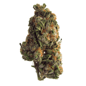 Grape Crush | Green Society Canada